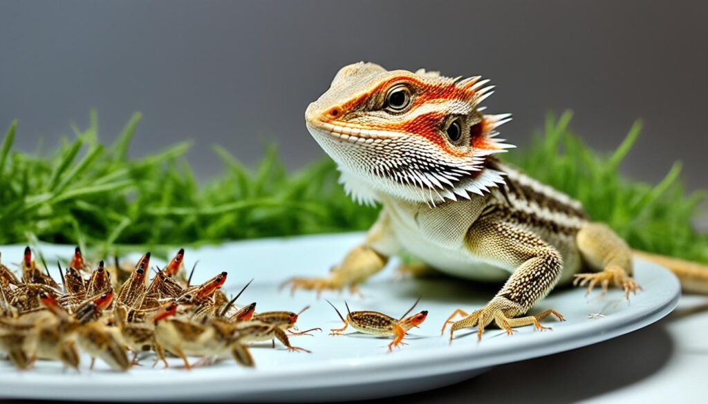 baby bearded dragon feeding